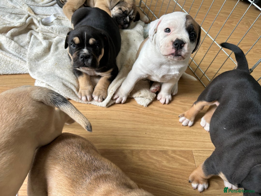 Old Tyme Bulldog dogs for sale: Old Tyme Bulldog puppies for sale - Image 9
