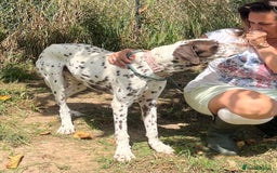 German Shorthaired Pointer dogs for adoption: Domino, a stunning young pointer cross - Image 5