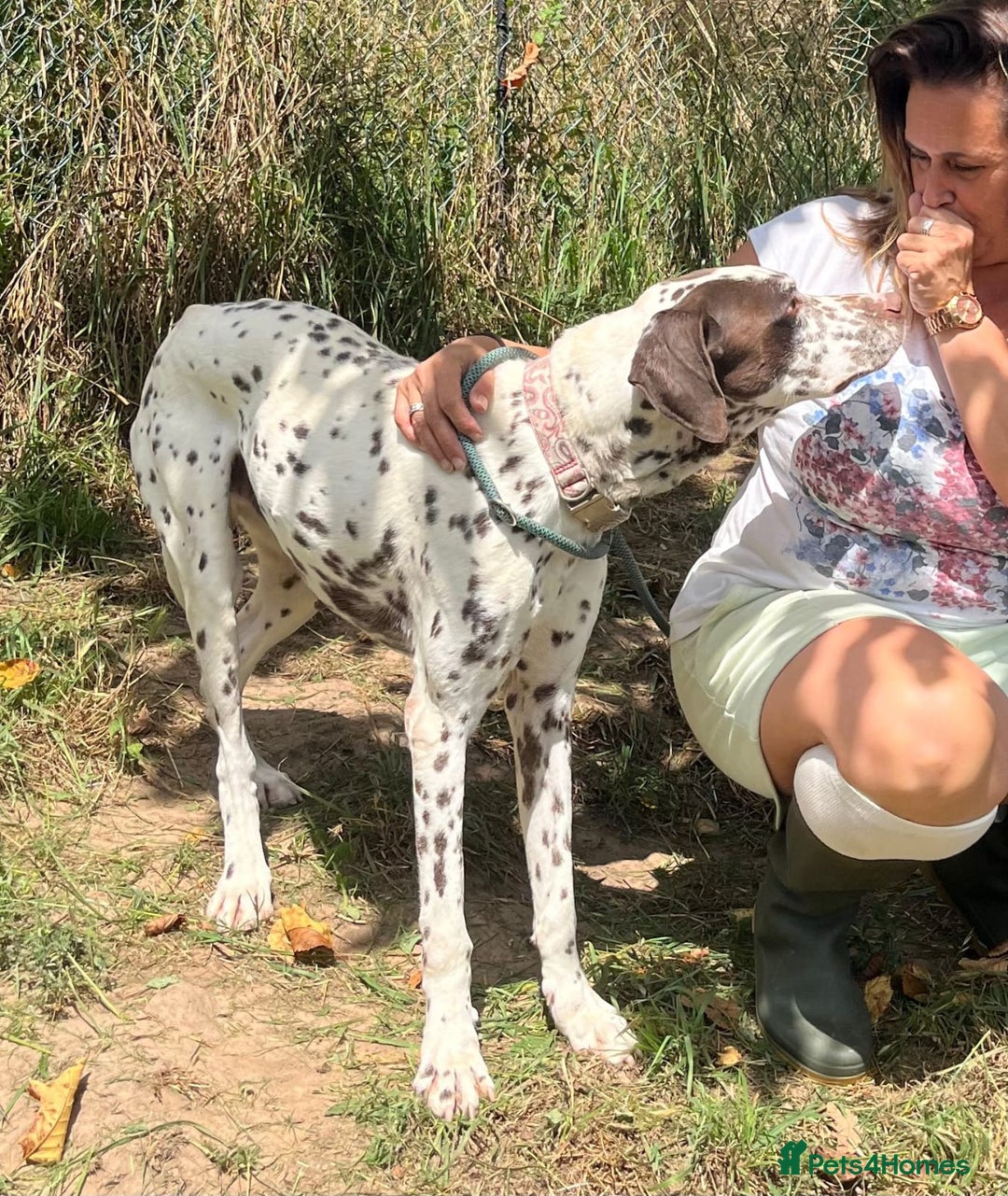 German Shorthaired Pointer dogs for adoption: Domino, a stunning young pointer cross - Image 5