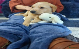 Labrador Retriever dogs for sale: Girl Labrador  - Image 4