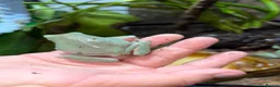 Frog reptiles for sale: 11 Whites Tree Frogs and full enclosure for sale - Advert 3