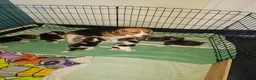 Beagle dogs for sale: Beautiful beagle puppies  - Advert 12