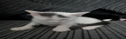 Mixed Breed cats for sale: Kittens available  in Birkenhead - Advert 4