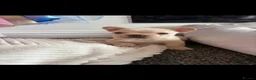 French Bulldog dogs for sale: Baby Girl Frenchie - Advert 7