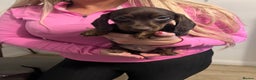 Miniature Dachshund dogs for sale: Ready now  - Advert 5