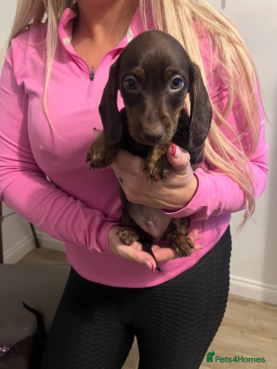 Miniature Dachshund dogs for sale: Ready now  - Advert 5