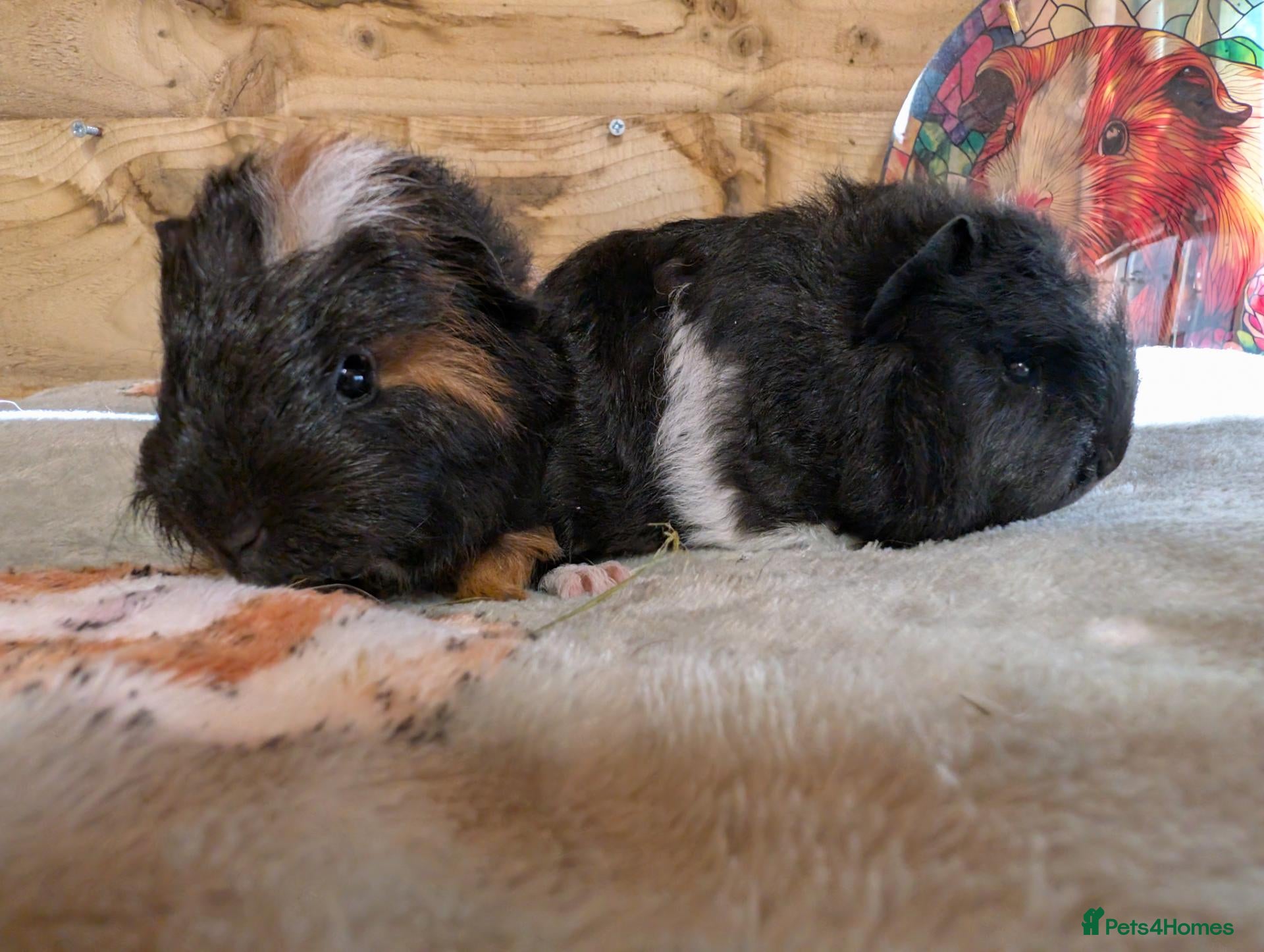 Guinea Pig rodents 🐹 Two Lovely Boars – Available Soon - Advert 1