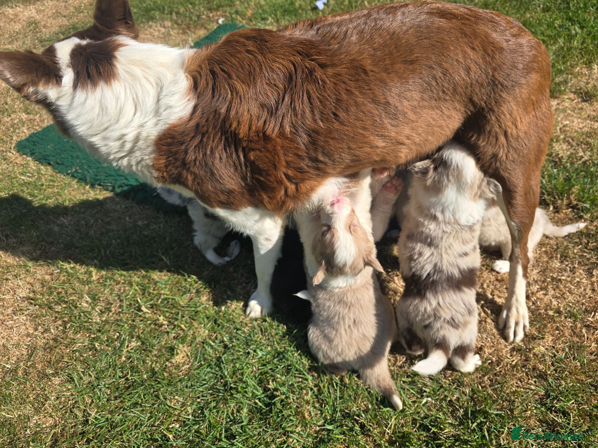 Border Collie dogs Beautiful Border Collies For Sale - Advert 2