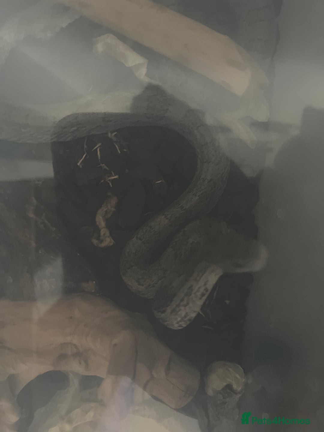 Snake reptiles for sale: 2 corn snakes  - Advert 2
