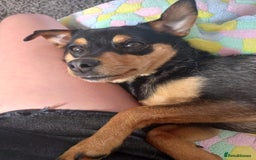 Jack Russell dogs for sale:  Friendly, playful and healthy 3yo Bella - Image 4
