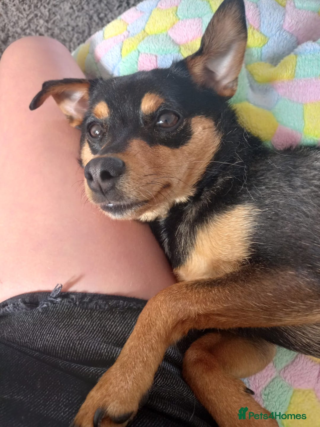 Jack Russell dogs for sale:  Friendly, playful and healthy 3yo Bella - Image 4
