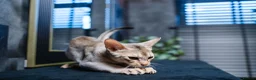 Abyssinian cats for sale: Silver Abyssinian Boy-READY NOW-Champion Line - Advert 16