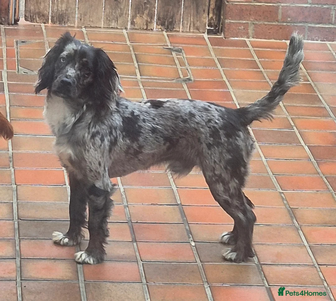 Cocker Spaniel dogs for stud: Merle Cocker stud in Shildon - Advert 4