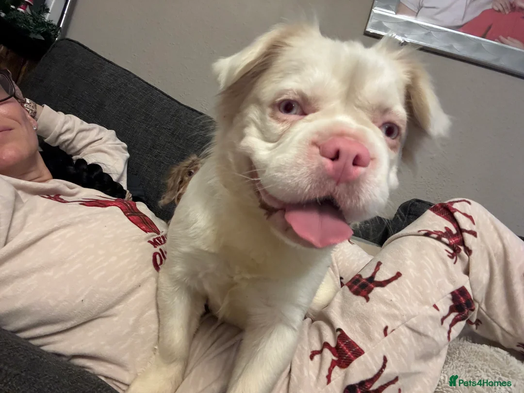 French Bulldog dogs for sale: Looking for a forever home x  - Advert 3