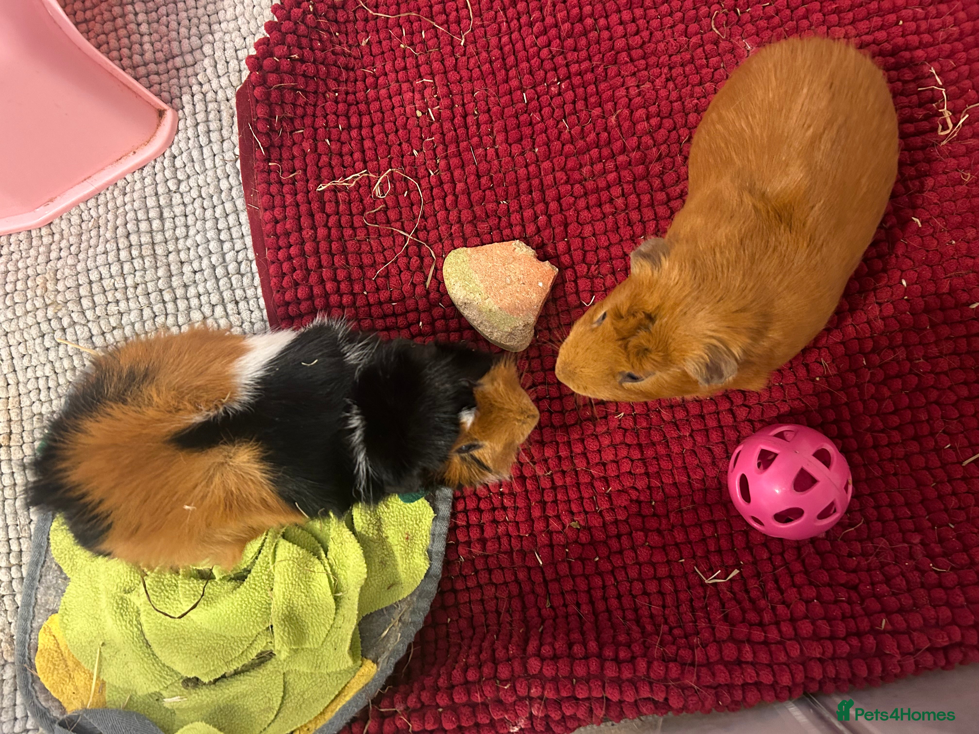 Guinea Pig rodents 2 Male Guinea Pigs - Advert 1