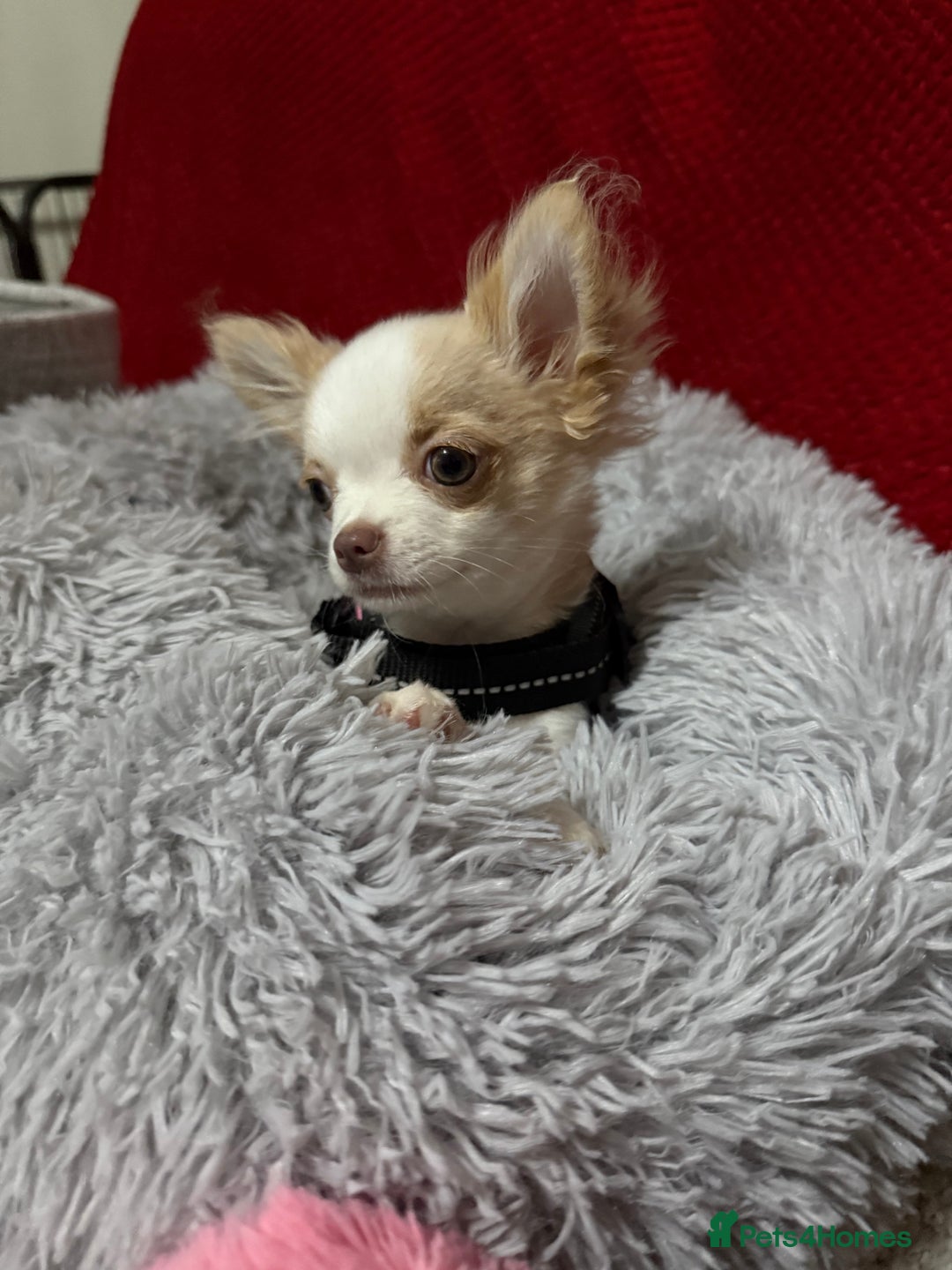 Chihuahua dogs for sale: Exquisite KC Apple Chihuahua Pup  - Image 11