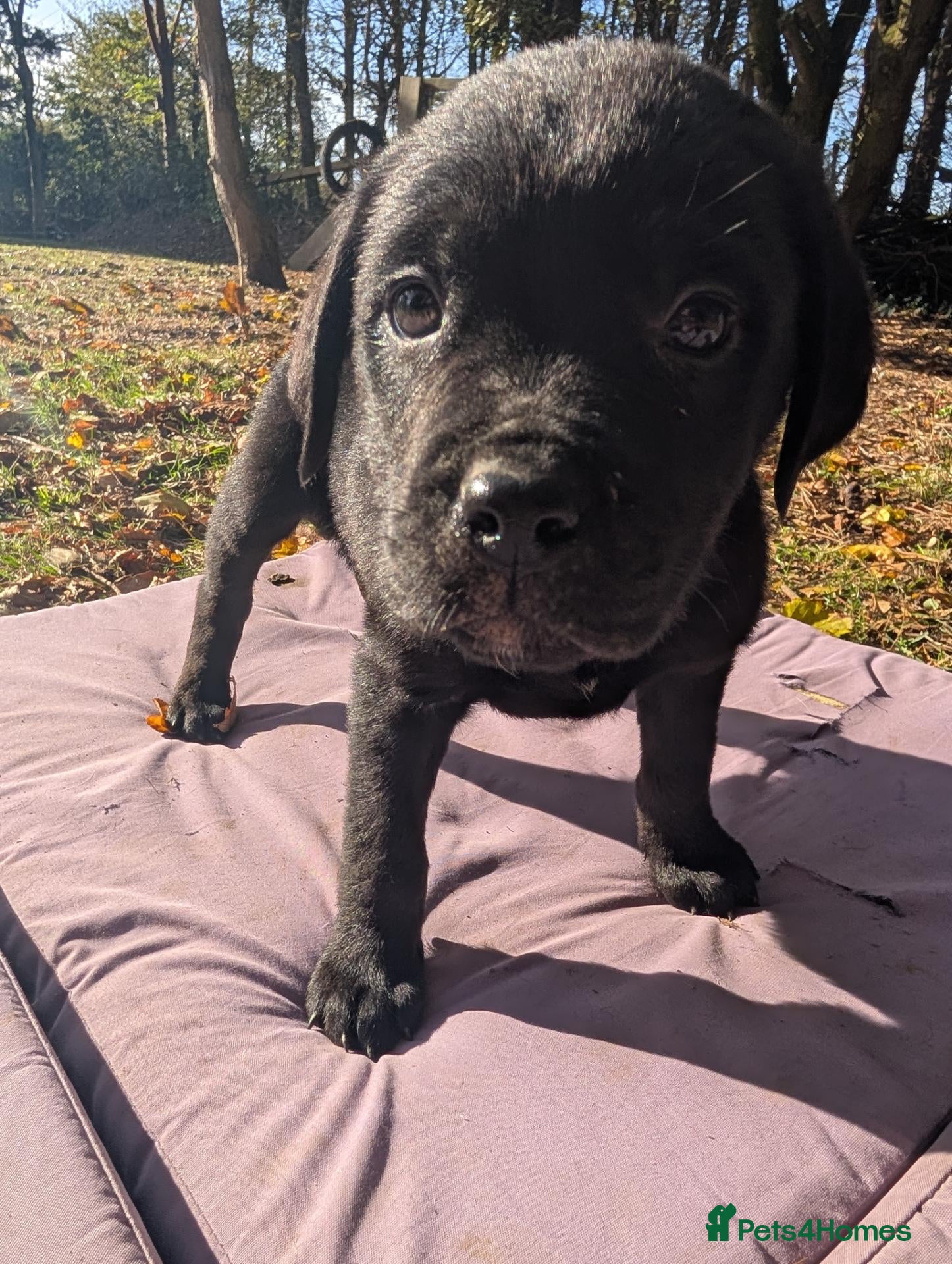 Mixed Breed dogs for sale: Labrador x rottweiler pups  - Advert 2