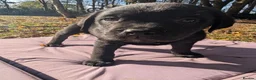 Mixed Breed dogs for sale: Labrador x rottweiler pups  - Advert 18