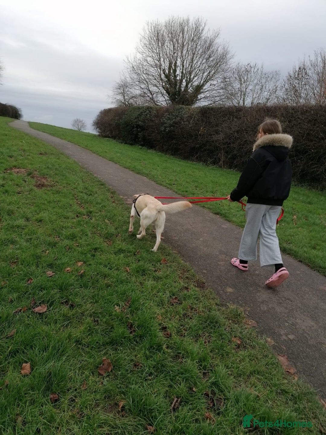 Mixed Breed dogs for adoption: ❤️🐶 HONEY – Gentle Labrador Cross Girl ❤️🐶 - Advert 14