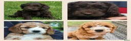 Miniature Poodle dogs for stud: OUTSTANDING CHOCOLATE F1 COCKAPOO FULLY DNA TESTED in Radstock - Advert 16