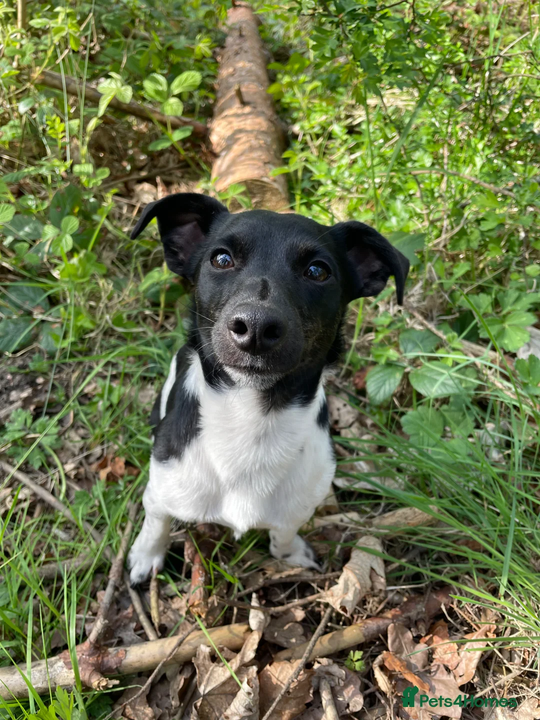 Jack Russell dogs for stud: Jack Russell For Stud - Advert 2