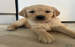 Golden Retriever dogs for sale: Golden retriever puppies!  - Image 17