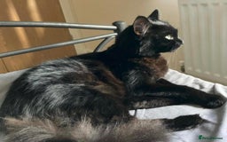 Maine Coon cats for sale: Beautiful Maine coon kittens for sale - Image 16
