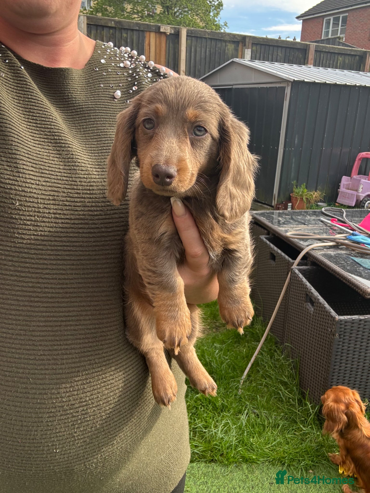 Miniature Dachshund dogs for sale: Miniature Long hair dachshund puppies  - Advert 17