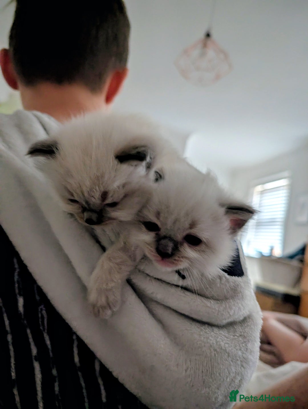 Ragdoll cats for sale: Ragdoll Kittens - Advert 4