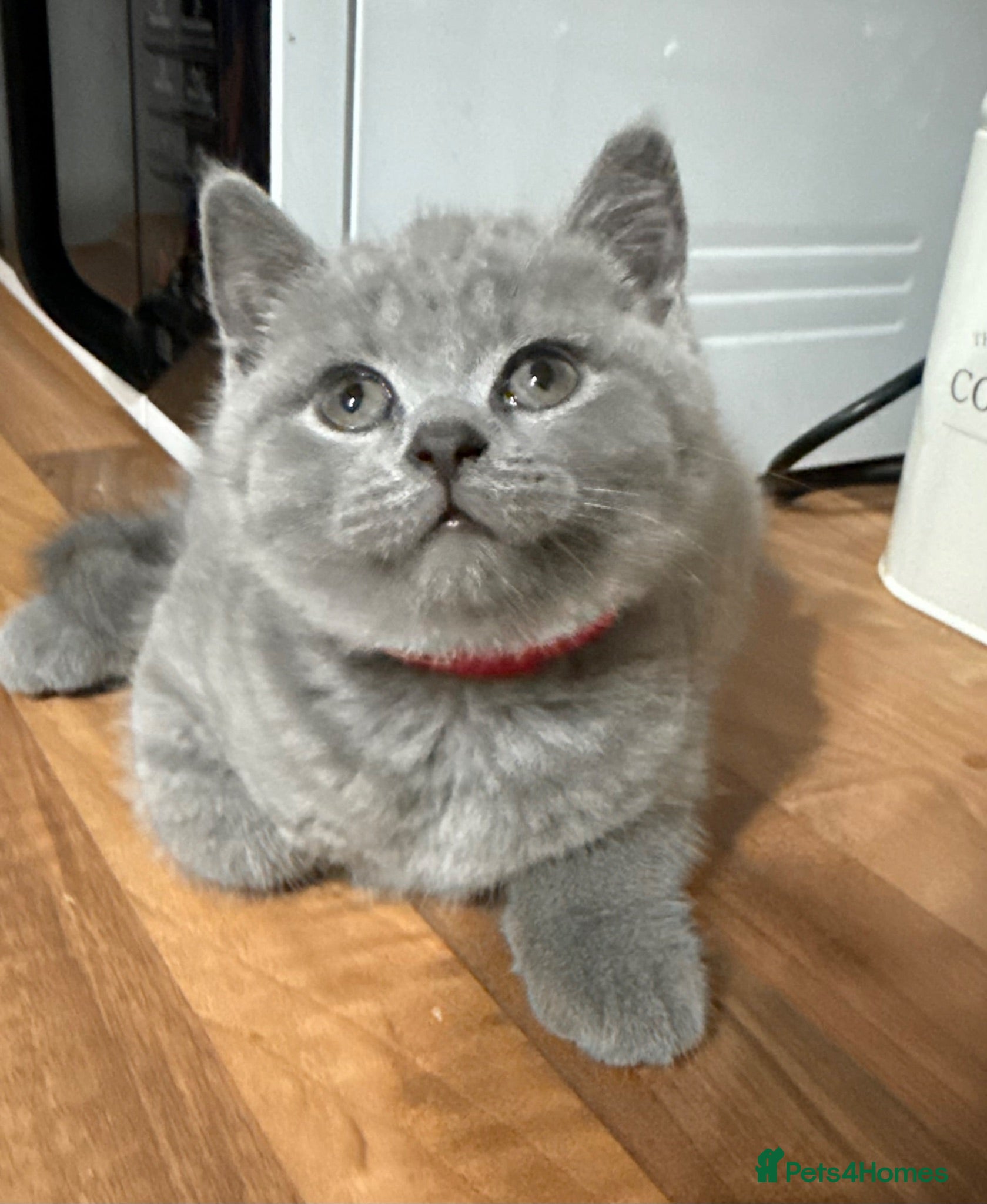 British Shorthair cats Purebred British short hair kittens 🐱  - Advert 3