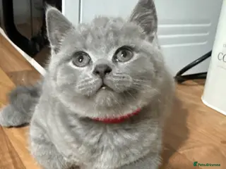 British Shorthair cats Purebred British short hair kittens 🐱 - Advert 3
