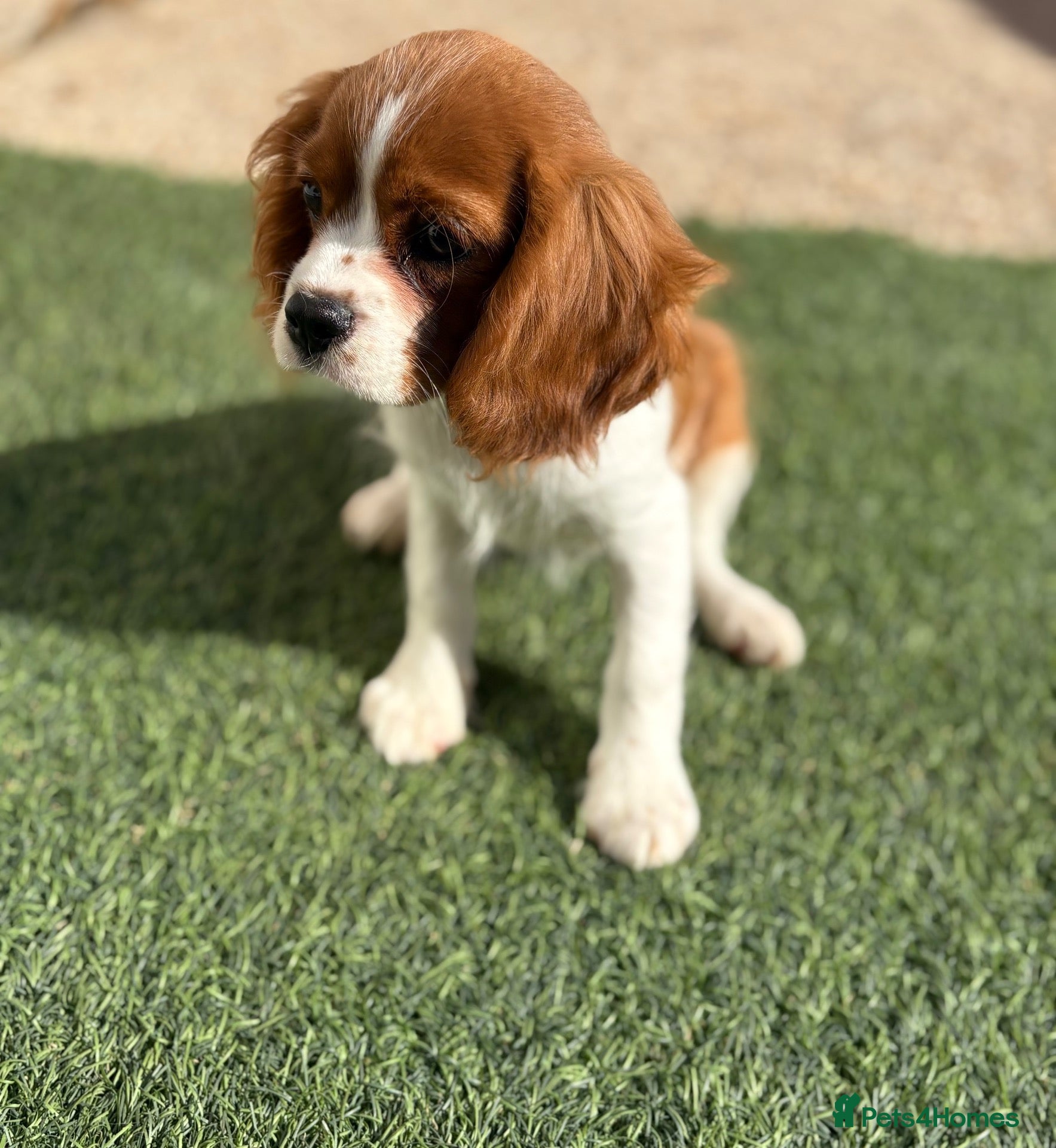 Cavalier King Charles Spaniel dogs Boy & Girl still available kc & health tested - Advert 4