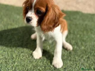 Cavalier King Charles Spaniel dogs Boy & Girl still available kc & health tested - Advert 4