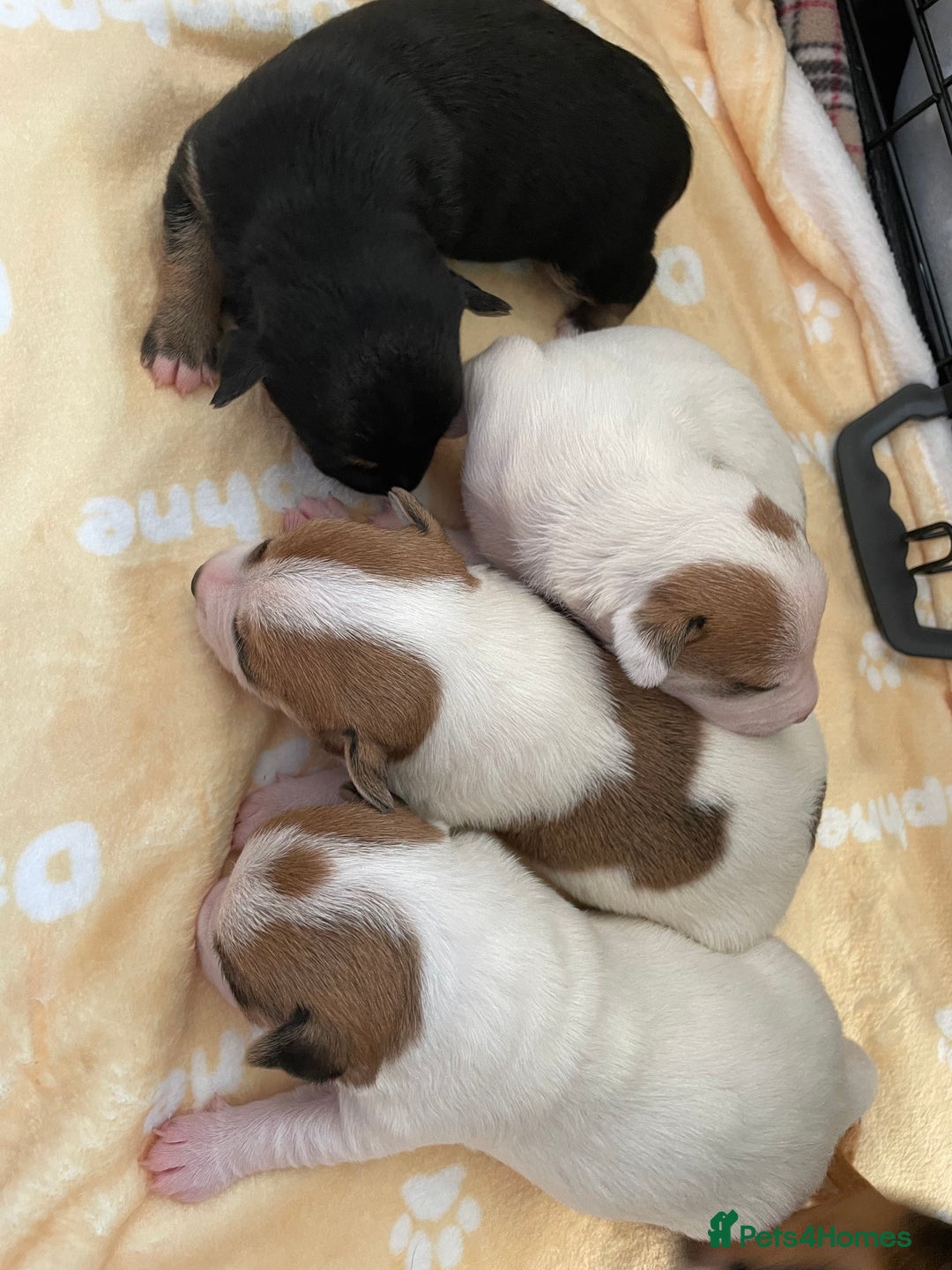 Mixed Breed dogs for sale: Jack chi puppies  - Image 18