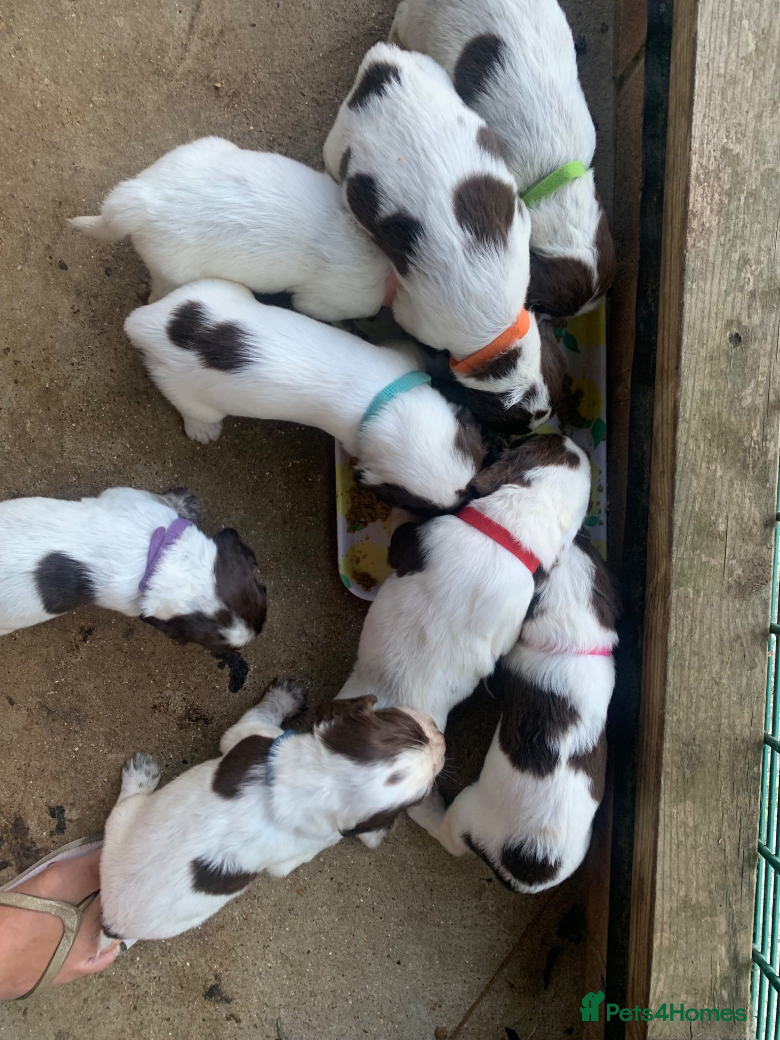 Sprocker dogs F1B litter of 8 cocker spaniels. - Advert 2