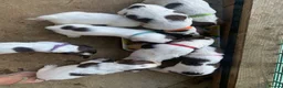 Sprocker dogs for sale: 2boys2girls READY TO LEAVE NOW Cocker Spaniels - Advert 15