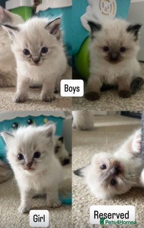 Ragdoll cats - Advert 14