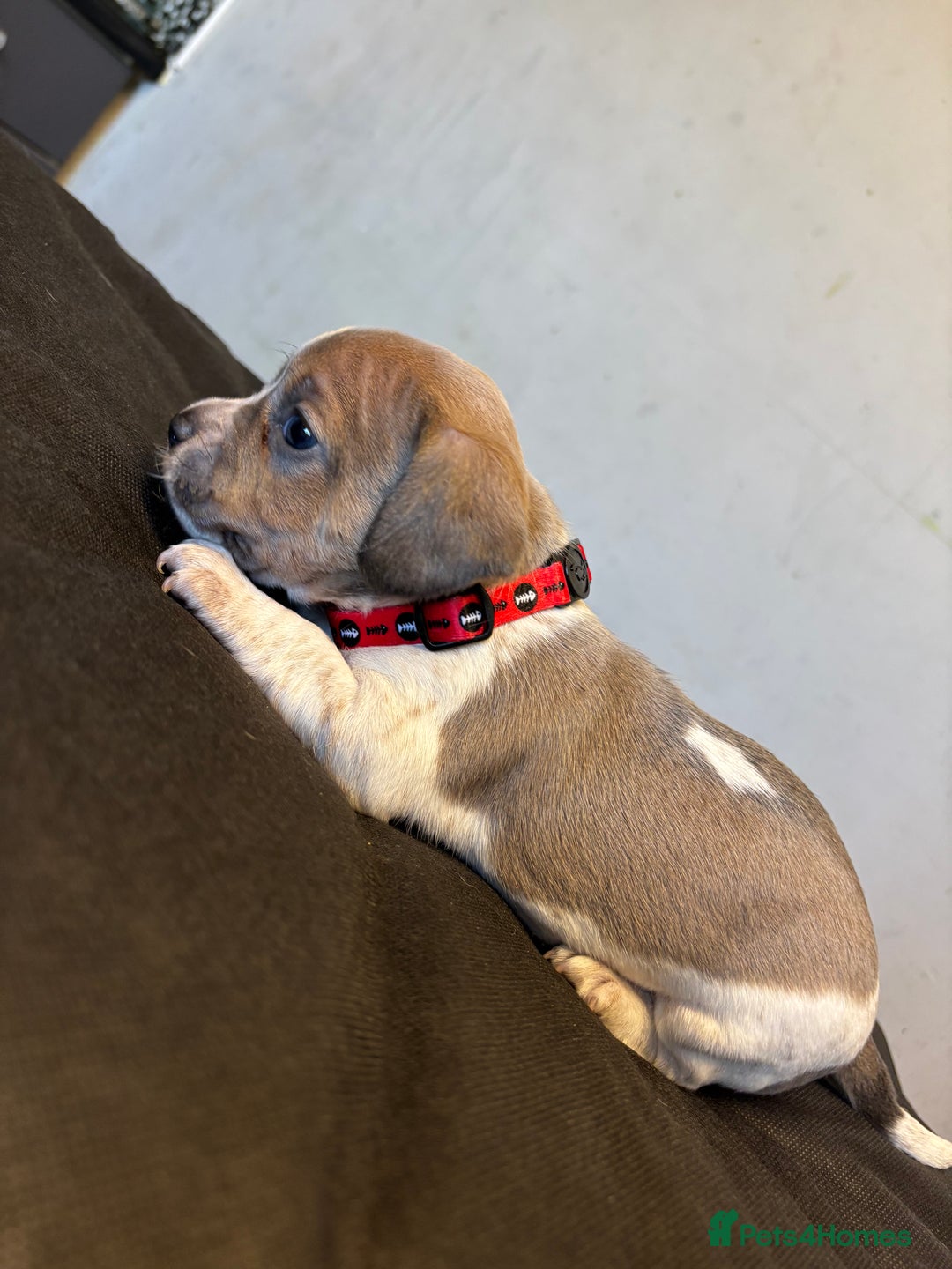 Mixed Breed dogs for sale: Dachshund cross Frenchbull dog (frenchbullwiner)p - Image 9