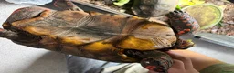 Tortoise reptiles for sale: Breeding pair of red foot tortoises  - Advert 3