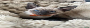 Siamese Kitten seal point - orange collar 