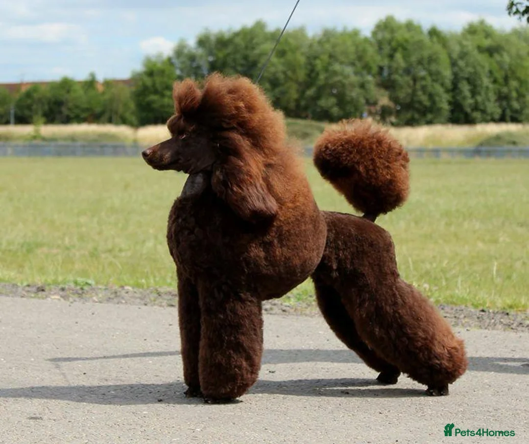 Miniature Poodle dogs for sale: Beautiful Girls!!! - Advert 16