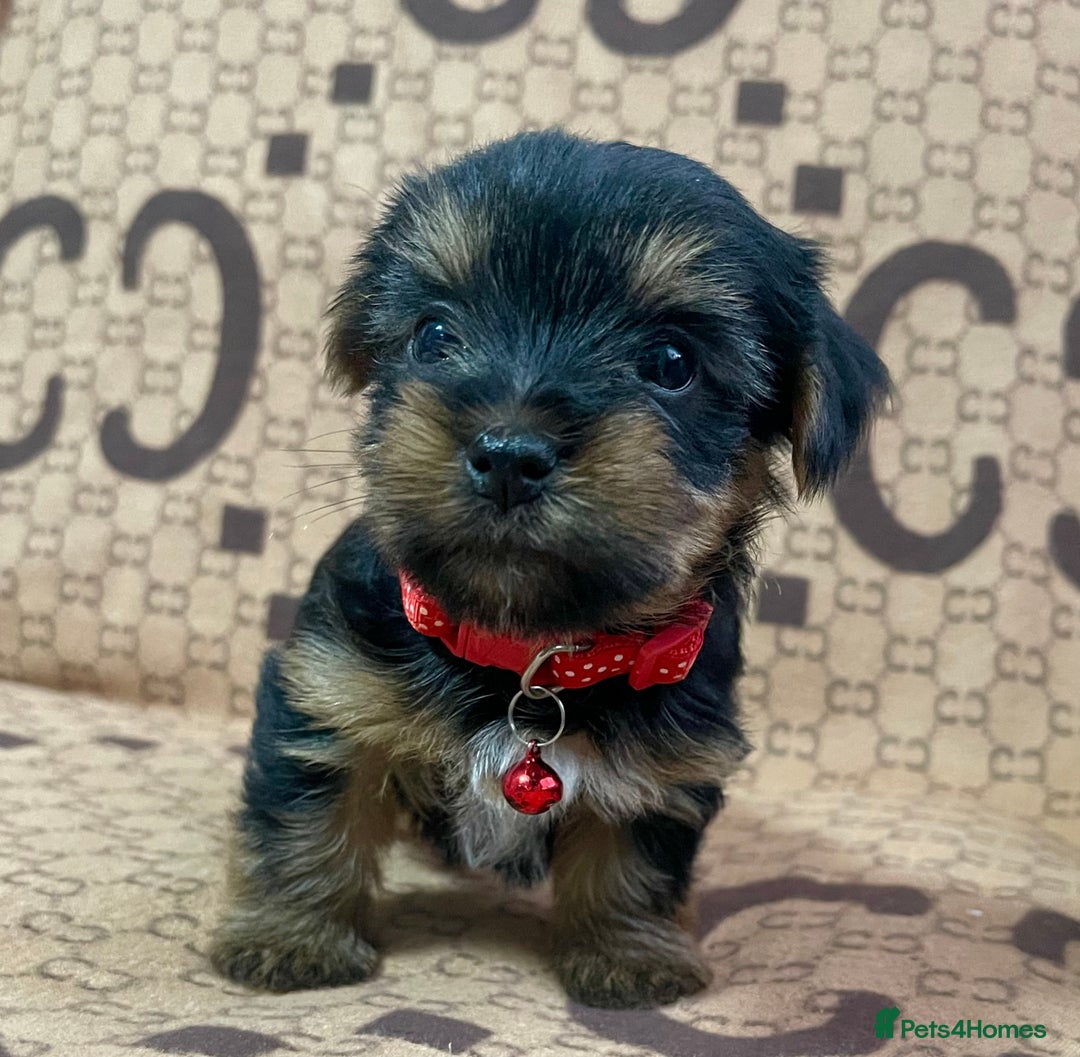 Yorkshire Terrier dogs for sale: Beautiful Yorkshire Terrier Puppies  - Advert 17