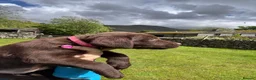 Labrador Retriever dogs for sale: Chocolate Labradors  - Advert 13