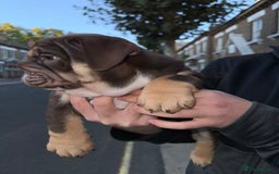 English Bulldog dogs for sale: Top quality English bulldog KC REG - Image 16