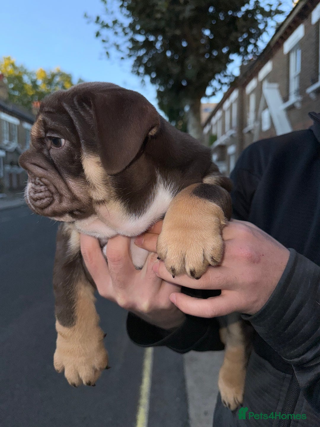 English Bulldog dogs for sale: Top quality English bulldog KC REG - Image 16