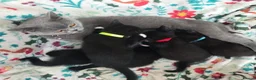 British Shorthair cats for sale: Gorgeous BSH cross Black & White Kittens  - Advert 10