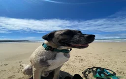 Mastiff dogs for sale: Mastiff looking for his forever home  - Image 2