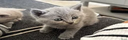 Mixed Breed cats for sale: Beautiful ragdoll x British short haired kittens  - Advert 9