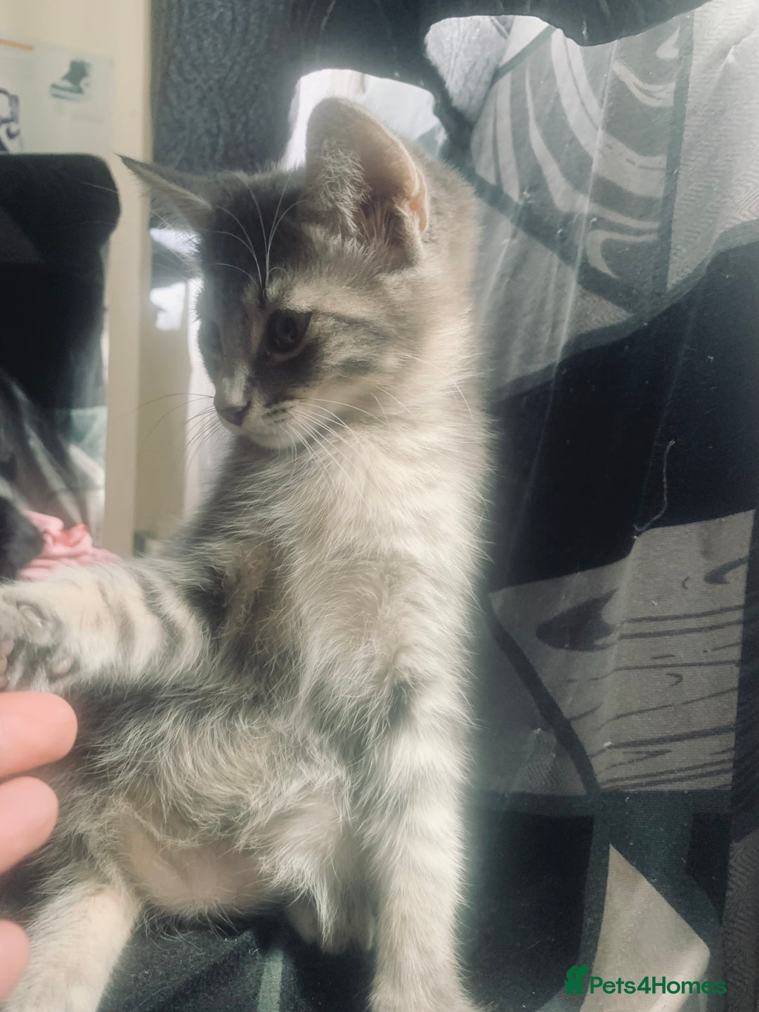 Mixed Breed cats for sale: Little ones are looking for home - Image 9