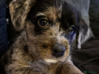 Mixed Breed dogs ❤️❤️RARE FLUFFY BOODLES❤️❤️ - Advert 12